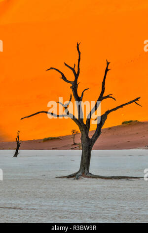 Afrika, Namibia, Sossusvlei. Tot Akazien im Weißen Ton Pan Am Deadvlei im Morgenlicht Stockfoto