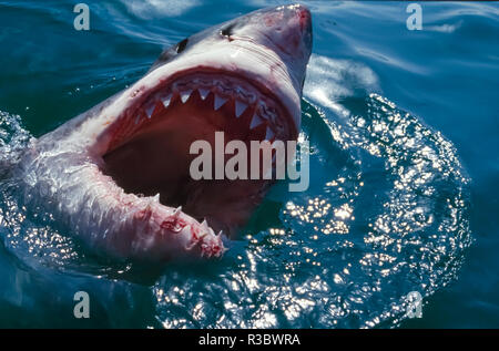 Great White Shark, in der Nähe der Gansbaii, Südafrika Stockfoto