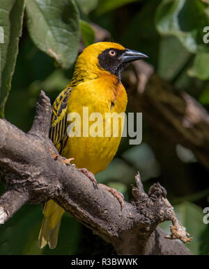 Afrika, Tansania, Ngorongoro Krater. Vitelline maskierte Weaver (Ploceus velatus) Stockfoto