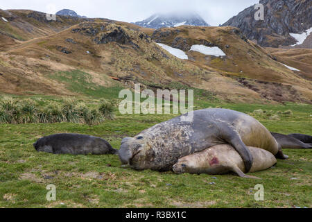 Männliche und weibliche Seeelefanten. Grytviken. South Georgia Islands. Stockfoto