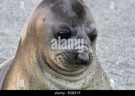 Portrait von Seal pup am Strand von St. Andrews Bay, South Georgia Islands. Stockfoto