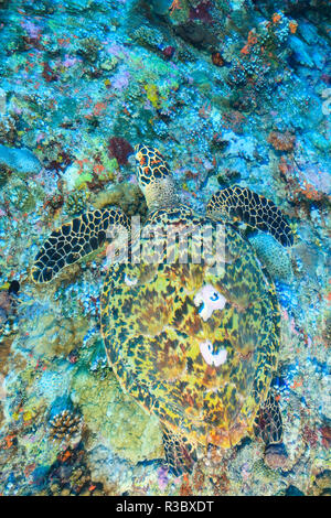 Echte Karettschildkröte (Eretmochelys imbricata), North Huvadhoo Atoll, Malediven, Indischer Ozean Stockfoto