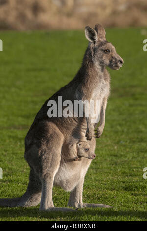 Eastern Grey Kangaroo (Macropus giganteus) mit Joey im Beutel, Eltham College Umwelt finden, Forschung, Victoria, Australien, USA Stockfoto