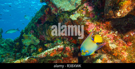 Zucker Wrack, nördlichen Bahamas, Karibik. Queen angelfish (holacanthus Ciliaris) Invasive Arten. Stockfoto