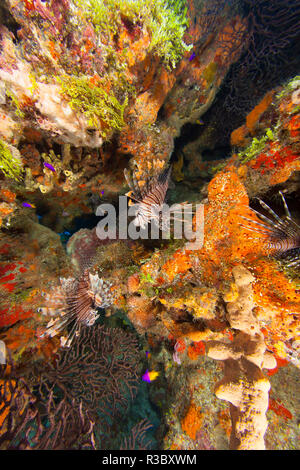 Invasive Arten, Indo-pazifischer Rotfeuerfisch (Pterois volitans) West Sand Ridge, Bahamas Bank in der Nähe von Grand Bahama, Karibik Stockfoto