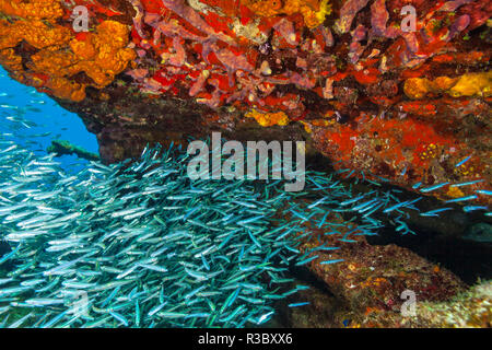 Zucker Wrack, nördlichen Bahamas, Karibik Stockfoto