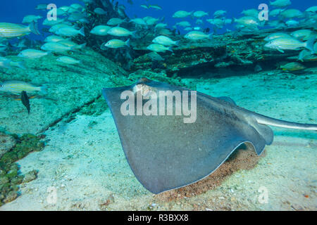 Zucker Wrack, nördlichen Bahamas, Karibik Stockfoto