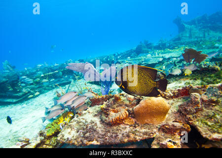 Zucker Wrack, nördlichen Bahamas, Karibik Stockfoto