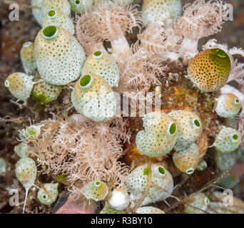 Tunicate ist ein Marine wirbellose Tiere, ein Mitglied der subphylum Tunicata, der Teil der Chordata, Stockfoto