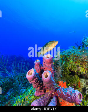 Schwarz, Grouper, nördlichen Bahamas, Karibik Stockfoto