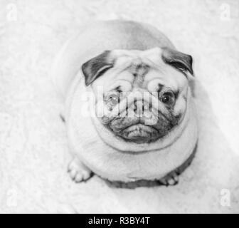 Ziemlich doggy pug auf Kamera zimmer Home ib Schwarz und Weiß Stockfoto