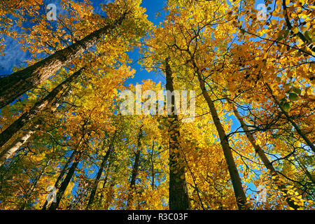 Kanada, Alberta, Elk Island National Park. Herbst in Aspen Wald. Stockfoto