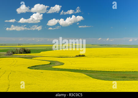 Kanada, Alberta, Strathmore. Raps Ernte in der Blüte. Stockfoto