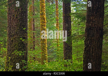 Kanada, British Columbia. Regenwald in Carmanah-Walbran Provincial Park. Stockfoto