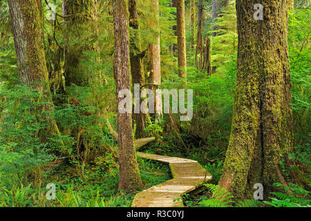 Kanada, British Columbia, Carmanah-Walbran Provincial Park. Promenade in der küstenregenwald. Stockfoto