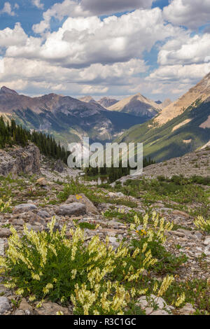 Kanada, British Columbia, East Kootenay Mountains. Gelbe süße vetch-und Berglandschaft. Stockfoto