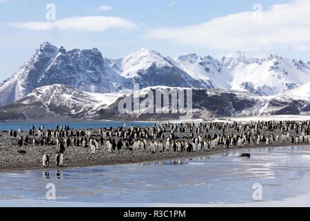 Eine Kolonie von König Pinguine auf Salisbury Plain auf South Georgia in der Antarktis Stockfoto