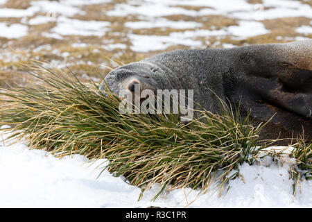 Ein Pelz Dichtung ruht auf einem grasbüschel auf Salisbury Plain auf South Georgia in der Antarktis Stockfoto