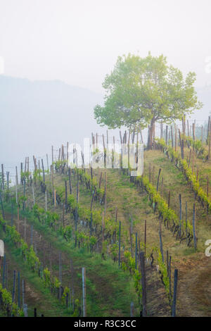 Morgen Nebel über Weinberg, Piemont, Italien Stockfoto