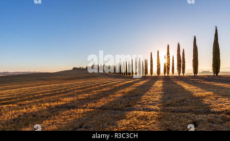 Toskanische Landschaft mit einer Straße mit Zypressen gesäumt und ist ein Bauernhof bei Sonnenaufgang, San Quirico d'Orcia, Val d'Orcia, Toskana, Italien Stockfoto