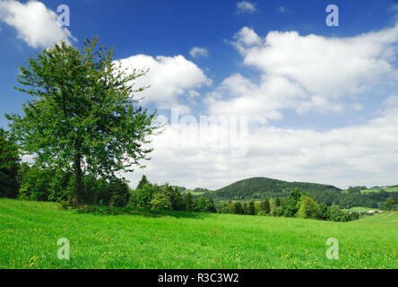 Landschaft, einsamer Baum inmitten grüner Felder, blauer Himmel und weiße Wolken im Hintergrund Stockfoto