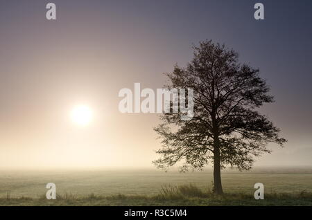 Ein Foto von ein einsamer Baum im Feld in einem nebligen Morgen. Die Sonne ist gerade aufgegangen und glänzt durch den Nebel. Stockfoto