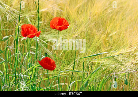 Klatschmohn im Gerstenfeld Stockfoto