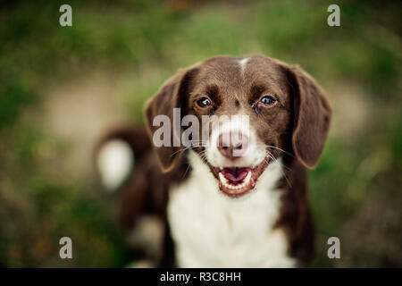 Hund am See Stockfoto