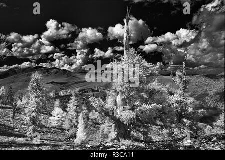 Infrarot Ansicht des Alten bristlecone Pines, White Mountains, Kalifornien. Pinus longaeva, Great Basin National Park Stockfoto