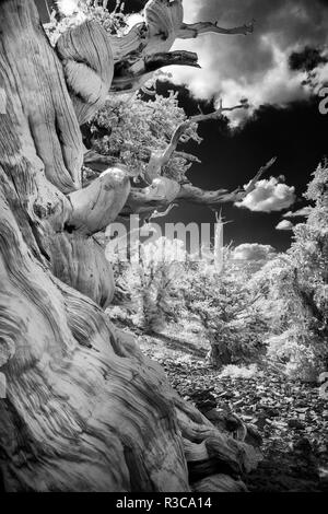 Infrarot Ansicht des Alten bristlecone Pines, White Mountains, Kalifornien. Pinus longaeva, Great Basin National Park Stockfoto