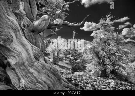 Infrarot Ansicht des Alten bristlecone Pines, White Mountains, Kalifornien. Pinus longaeva, Great Basin National Park Stockfoto