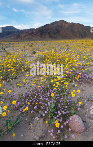 Kalifornien. Sand Verbena und Wüste Sonnenblumen Teppich der Schwemmfächer und wäscht des Death Valley während des Super Blüte 2016. Stockfoto