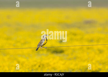 Männliche Western Meadowlark, Sturnella neglecta, Sitzstangen auf einem Zaun Draht vor ein Feld von gelben Blumen in der Carrizo Ebene, Kalifornien. Stockfoto