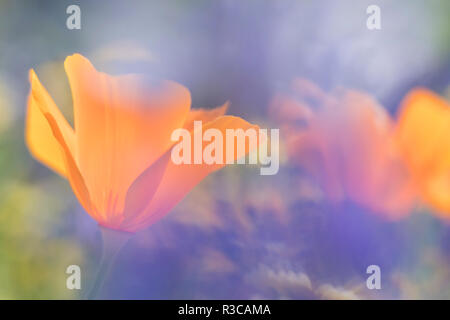 Aus Lupinen erstellen Sie eine Wäsche von Farbe über Kalifornien Mohn in einer Wiese, Kalifornien. Stockfoto