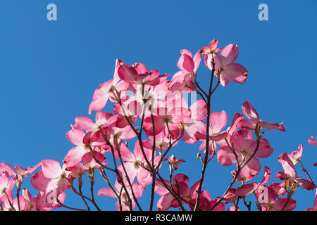 Hintergrundbeleuchtung rosa blühende Hartriegel Cornus Florida, glüht vor blauem Himmel, Sonoma County, Kalifornien. Stockfoto