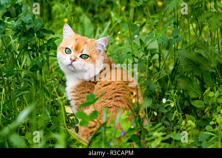 Katze im grünen Gras und Blumen, schöne rote Britische Katze mit grünen Augen im dichten Gras sitzen unter den kleinen Blumen und mit Blick auf die Kamera Stockfoto