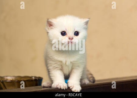 Der britischen Rasse weiße Katze mit blauen Augen steht auf der Rückseite der Sofa und freut sich Stockfoto