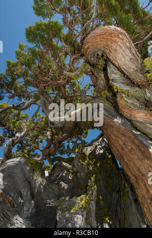 Alte Sierra Juniper Lake Tahoe, Kalifornien Stockfoto