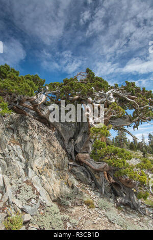 Alte Sierra Juniper, Lake Tahoe, Kalifornien Stockfoto