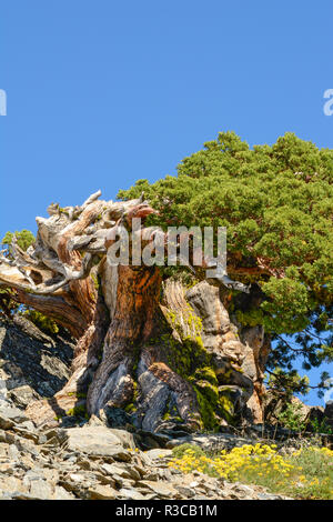 Alte Sierra Juniper, Lake Tahoe, Kalifornien Stockfoto