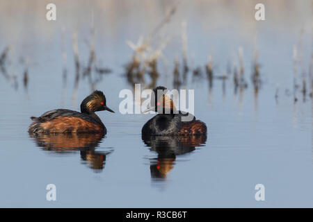 Eared grebe Paar Stockfoto