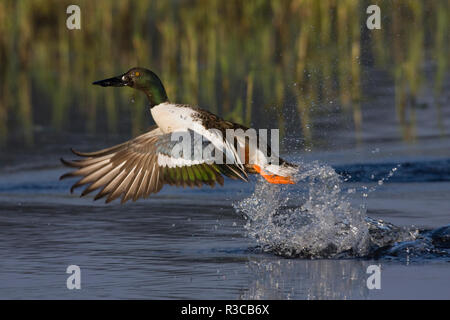 Northern Shoveler drake Flying Stockfoto