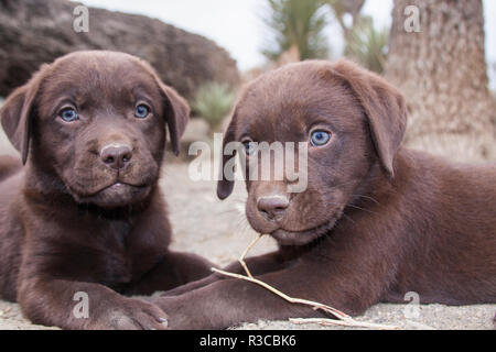 Zwei Chocolate Labrador Retriever Welpen spielen (PR) Stockfoto