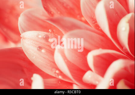 Trendy Coral farbige Chrysantheme schließen oben mit Tautropfen. Makro Bild mit kleinen Tiefenschärfe. Schöne Zusammenfassung Hintergrund für Ihr Design. Stockfoto