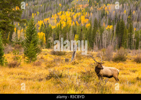 USA, Colorado, Rocky Mountain National Park. Bull elk in das Feld ein. Stockfoto