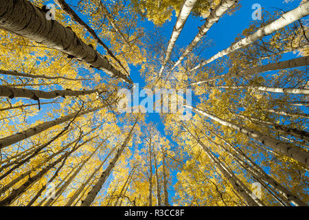 USA, Colorado, Crested Butte. Suchen im Aspen Bäume Stockfoto