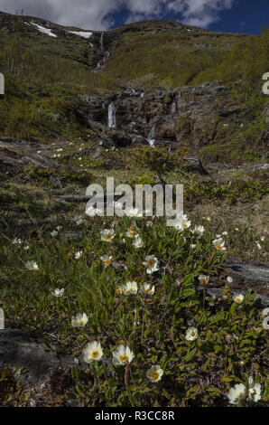 Berg avens, Dryas octopetala, in der Blume an den Hängen des Mount Njulla, Abisko, Schweden. Stockfoto