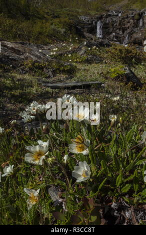 Berg avens, Dryas octopetala, in der Blume an den Hängen des Mount Njulla, Abisko, Schweden. Stockfoto