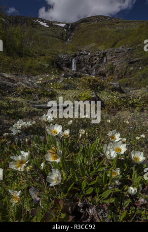 Berg avens, Dryas octopetala, in der Blume an den Hängen des Mount Njulla, Abisko, Schweden. Stockfoto