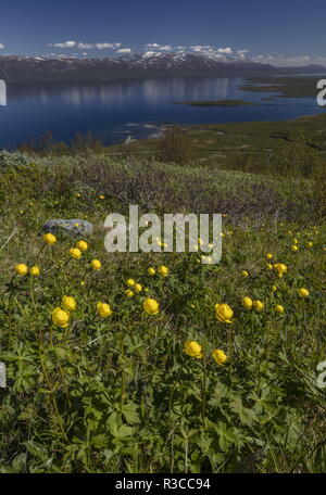 Globeflowers, Trollius europaeus, auf dem Berg Njulla mit See Torneträsk darüber hinaus. Abisko Nationalpark, Schweden. Stockfoto